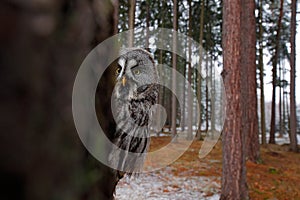 Magic bird Great Gray Owl, Strix nebulosa, hidden of tree trunk with spruce tree forest in backgrond, wide angle lens photo