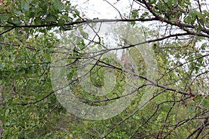 Magic bird on the tree