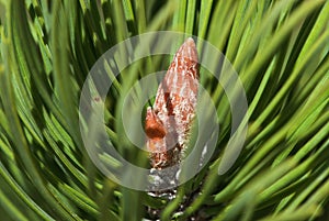 Magic birth of new spiky cone in forest