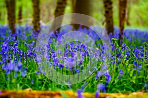 Magic blue forest near Bruxelles, springtime flowering