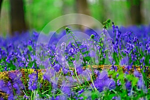 Magic blue forest near Bruxelles, springtime flowering