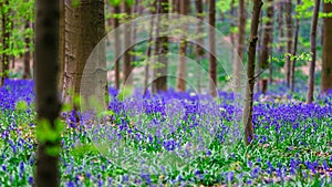 Magic blue forest near Bruxelles, springtime flowering