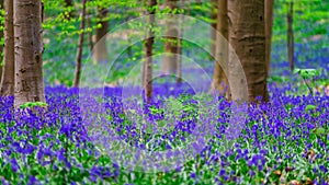 Magic blue forest near Bruxelles, springtime flowering