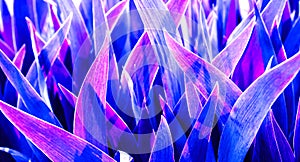 Magic blue violet light on many long leaves