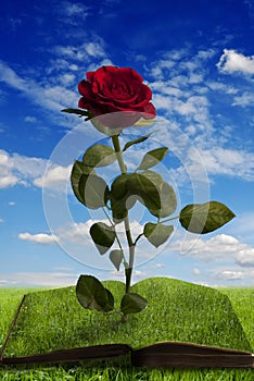 Magic book with a rose in summer landscape