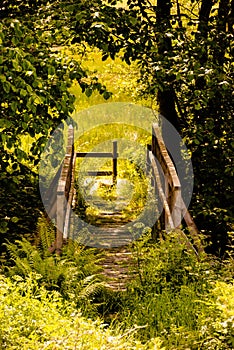 Magic Bridge