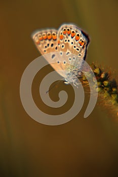 Magic butterfly evening light