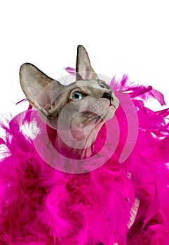 Magic Canadian Sphynx cat with pink feather boa close-up on white background