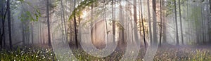 La magia Carpathian forest, all'alba, riempita di dolci raggi del sole in una mattina nebbiosa di foschia.