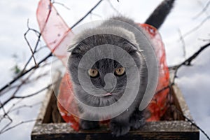 Magic cat with red ball and ribbon  in wood tray with dry  twig of  tree over white snow background