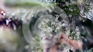 Magic Close up Marijuana capturing the delicate dewdrops on cannabis trichomes