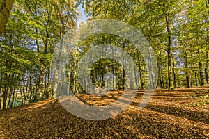 Magic day in the forest in Spaubeek