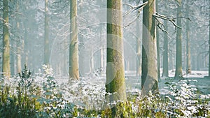 Magic december forest with sun ray light 12