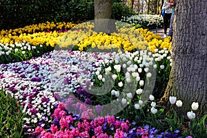 Magic dutch spring flowers. Springtime of Europe