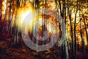 Through the magic fall beech forest