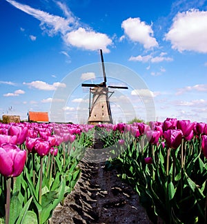 Magic fascinating picture of beautiful windmills spinning in the midst tulip field in  Netherlands at dawn