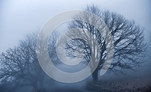 The magic of the fog