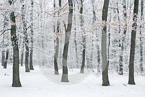 Magic foggy and frozen winter forest scene. Misty landscape back