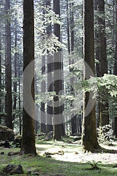 This is a magic forest