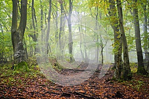 Magický les s podzimní mlhou, zelený strom, oranžové spadané listí