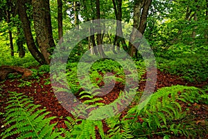 Magic forest, Czech monument Dvorsky les, Rychory, Krkonose. Green summer vegetation in highest Czech mountain. Fern leaves in dar