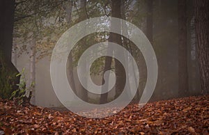 Magic forest with fog in the autumn season, Pian dell`Elmo MC, Marche, Italy