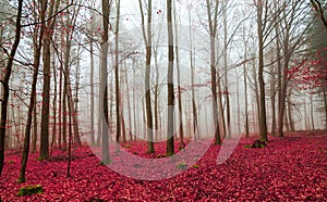 Magic forest in red and white