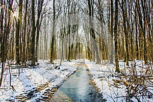 Magic forest during winter with falling snow sunny day. Snow forest snowfall. Christmas Winter New Year background magnificent sce