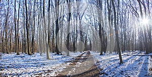 Magic forest during winter with falling snow sunny day. Snow forest snowfall. Christmas Winter New Year background magnificent sce