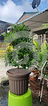 Magic Fruit Tree Plant