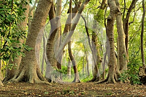 Verde Bosque 