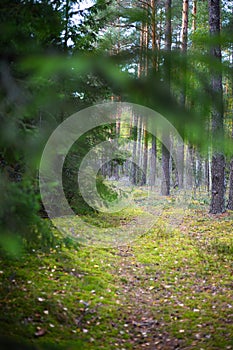 Magic green forest path