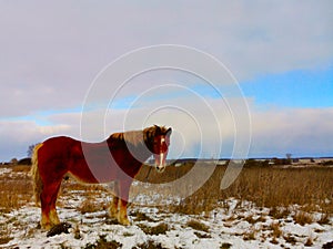 Magic horse in the village of Berezovka Dmitrovsky district