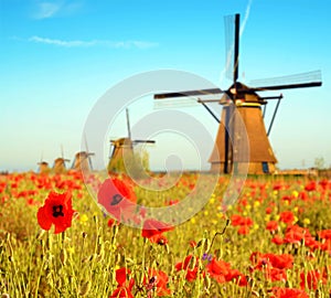 Magic landscape with a field of poppies and wind Mills on a sunn