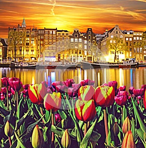 Magic Landscape with tulips and buildings in Amsterdam, Netherla