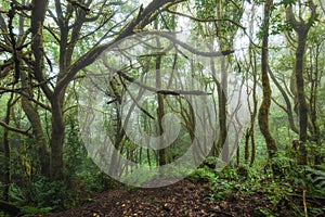 Magic Laurisilva rain forest in Anaga mountains, Tenerife, Canary islands, Spain.