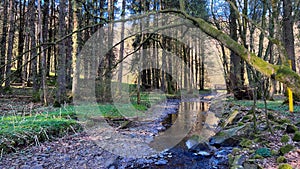 Magic Light in the German Woods - Moody Woods