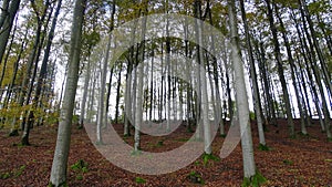 Magic Light in the German Woods - Moody Woods