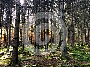 Magic Light in the German Woods - Moody Woods