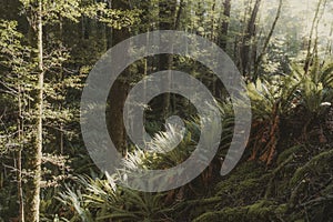 The magic of the light