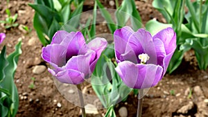 The magic of lilac tulips a journey through the colors and scents of spring