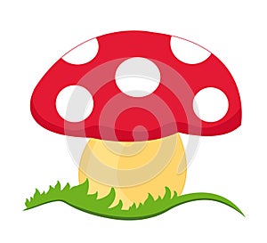 Magic mushroom photo