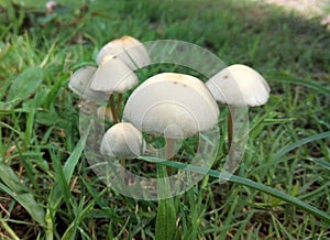 Magic Mushroom