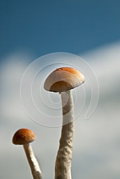 Magic mushroom couple 3