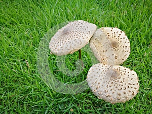 Magic mushroom Psilocybe cubensis