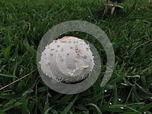 Magic mushroom or shrooms, naturally  grow from ground