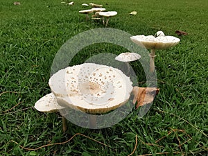 Magic mushroom or shrooms, naturally  grow from ground