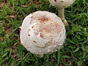 Magic mushroom or shrooms, naturally  grow from ground