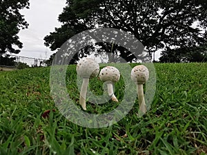 Magic mushroom or shrooms, naturally  grow from ground