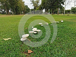 Magic mushroom or shrooms, naturally  grow from ground